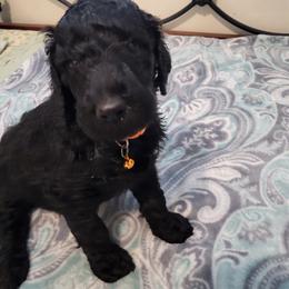 Goldendoodle and Poodle Puppies from Poodles 2 Doodles