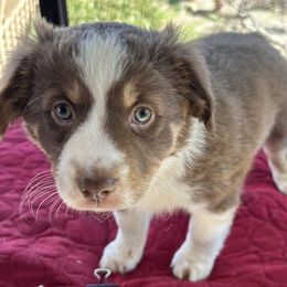 Miniature Australian Shepherds from KAREN K K MCPHERSON
