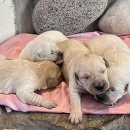Girl 3 - female Golden Retriever puppy in Douglas, Wyoming from White River Retrievers
