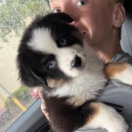 Cuddles - Black tri female Toy Australian Shepherd puppy in Liberty Hill, Texas from Pistol Paws Aussies