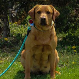 Foxy - Labrador Retriever