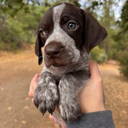 Acadia - Hot Pink Collar - Liver roan female German Shorthaired Pointer puppy in Mokelumne Hill, California from Underhill GSP