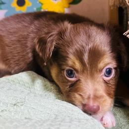 Ruby - Red tri female Toy Australian Shepherd puppy in Garvin, Oklahoma from Hochatown Awesome Aussies