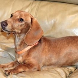 Dachshunds from Smithsdoxies