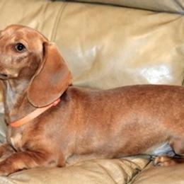 Dachshunds from Smithsdoxies