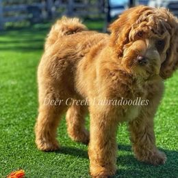 Australian Labradoodle, Cavapoo, and Goldendoodle Puppies from Deer Creek Labradoodles