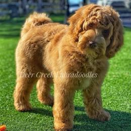 Australian Labradoodle, Cavapoo, and Goldendoodle Puppies from Deer Creek Labradoodles