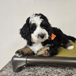 Southwest FREE DELIVERY TO SC GA FL. - Tri-color female Bernedoodle puppy in Flat Rock, North Carolina from Sukisdoodles