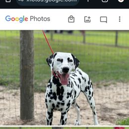 Dalmatian puppies from Kassafina Kennel