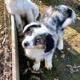 Aussiedoodle, Australian Shepherd, Miniature American Shepherd, and Miniature Australian Shepherd Puppies from Bline Family Farm