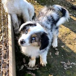 Aussiedoodle, Australian Shepherd, Miniature American Shepherd, and Miniature Australian Shepherd Puppies from Bline Family Farm