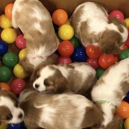 Cavalier King Charles Spaniel Puppies from Streffield Cavaliers