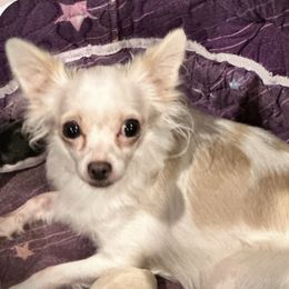 Hope - Chihuahua