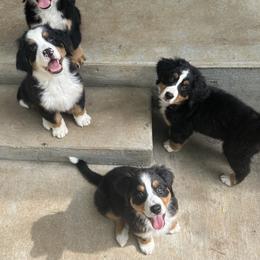 Bernedoodles, Bernese Mountain Dogs, Double Doodles, and Golden Mountain Dogs from OlliePups, LLC