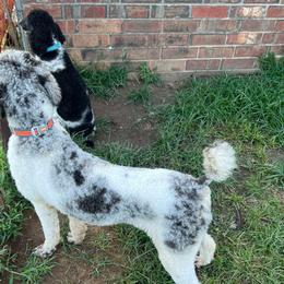 Australian Shepherds and Poodles from Ginger Blue Poodles