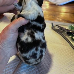 Miniature Australian Shepherd Puppies from Kusch Farm Mini Aussies