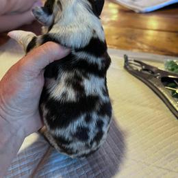 Miniature Australian Shepherd Puppies from Kusch Farm Mini Aussies