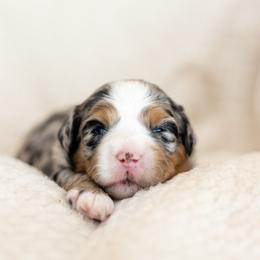 Poppy - Merle female Bernedoodle puppy in Narvon, Pennsylvania from CBKB Bernedoodle’s