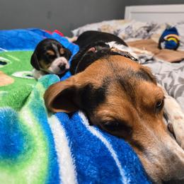Archie - Green collar - Black tan and bluetick male Beagle puppy in East Providence, Rhode Island from Amanda's Beagles