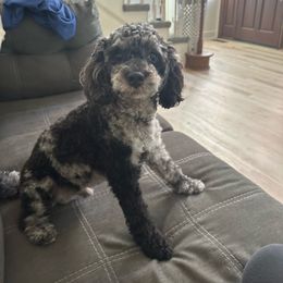 Oscar - Aussiedoodle