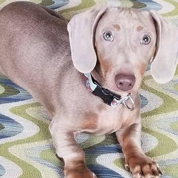 Max - Dachshund