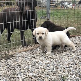 Labrador Retriever Puppies from Showtime Labradors