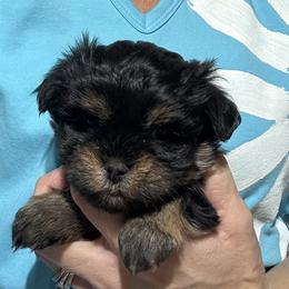 Male 2 - Black and tan male Havanese puppy in Congerville, Illinois from Happy Go Lucky Havanese