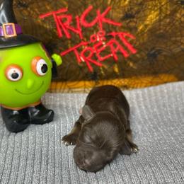 Daphne - Liver female Miniature Schnauzer puppy in Placerville, California from Rpuppies