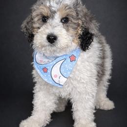 Olaf - male Australian Mountain Doodle puppy in Jerome, Idaho from Tolman Acres