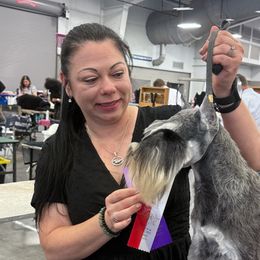 Cookie - Miniature Schnauzer