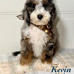 Kevin - Blue merle male Bernedoodle puppy in Beecher, Illinois from Erica’s Doodles