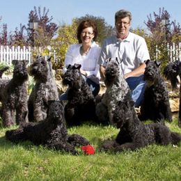 Kerry Blue Terriers from KRISMA Kerry Blue Terriers