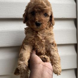 Blue collar girl - Red  female Poodle puppy in Valdosta, Georgia from Posh Poodles