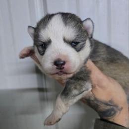 Taco Bell - Gray and white female Siberian Husky puppy in Addison, Michigan from Gray Run Siberian Huskies