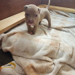 Girl 3 - American Pit Bull Terrier puppy in Glen Burnie, Maryland from Blue Antics