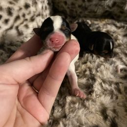 Pretty parti girl - Parti female Yorkshire Terrier puppy in Yukon, Oklahoma from Tiffs Yorkie babies