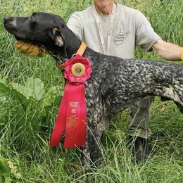German Shorthaired Pointers from Kanonier Shorthairs
