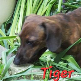 Tiger - Dachshund