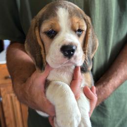 Anthony - Black red and white male Beagle puppy in Rockwell, North Carolina from Knockhill Beagles