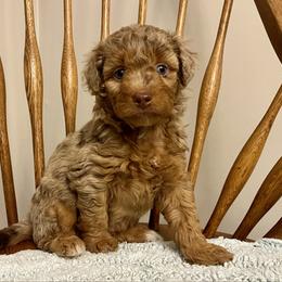 Boy 3 - Brown merle male Aussiedoodle puppy in Crawford, Mississippi from Magnolia State Poodles and Doodles
