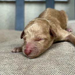 Olive - Apricot female Poodle puppy in Tucson, Arizona from Desert Doodles + Poodles