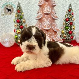 Miniature Schnauzer Puppies from Dixie Pearl Schnauzers