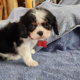 Boy 5 - male Cavalier King Charles Spaniel puppy in Mcgregor, Minnesota from Country Cavaliers