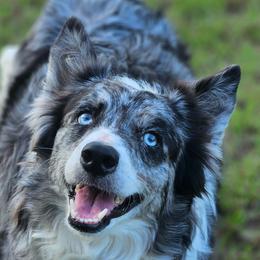 Viper - Border Collie