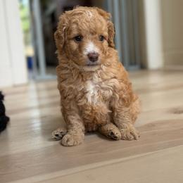 Disney - Red female Aussiedoodle puppy in Jackson, Tennessee from Dinah Doodles and Aussies