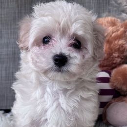 Maltese and Maltipoo Puppies from Iuliia Savisheva