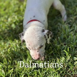 Dalmatian Puppies from Louisiana Roux Dalmatians