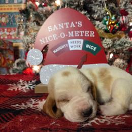 Tess 2700.00 - Red and white female Basset Hound puppy in Denison, Texas from Emma Lou's Baby Bassets