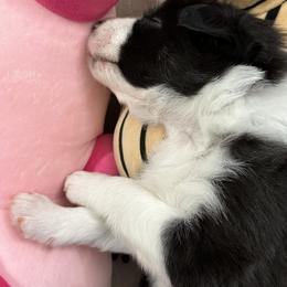 Border Collie Puppies from Roaring River Border Collies
