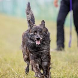 Elly - Dutch Shepherd